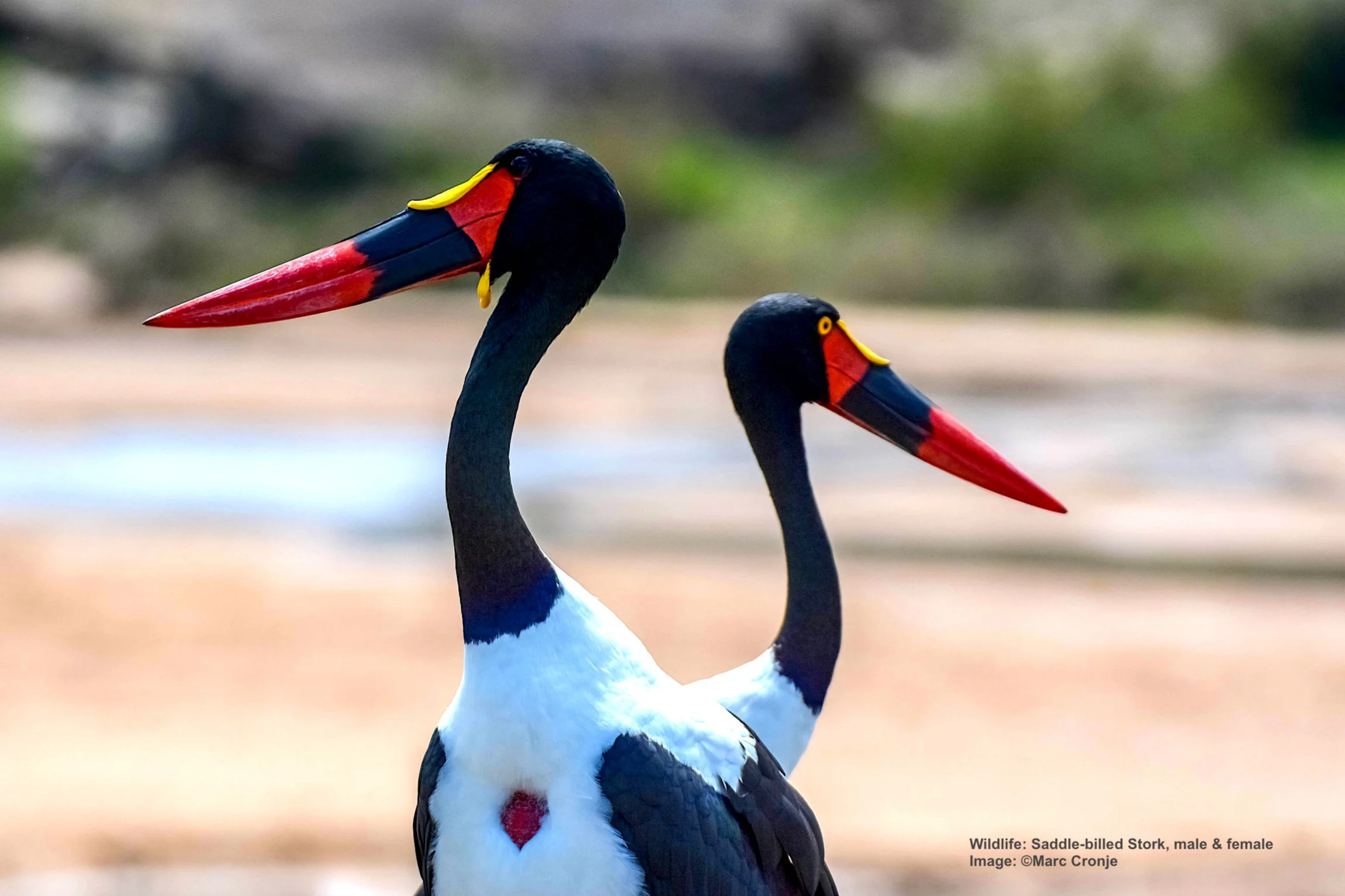 A PAIR OF SADDLE-BILLED STORKS, ALTHOUGH SILENT IN LIFE THEY PLAYED A VITAL ROLE IN ANCIENT EGYPTIAN COMMUNICATION WHERE ITS LIKENESS WAS USED TO DENOTE THE HIEROGLYPHIC LETTER “BA,” PART OF RHE ANCIENT DEPICTION OF THE PHARAOH KHABA’S NAME. IMAGE: ©MARC CRONJE