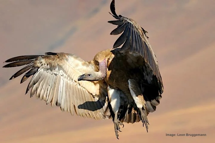 cape vultures, like all of their species, have weak feet and so can not carry food away, they must as they see food immediately. image: ©leon Bruggeman