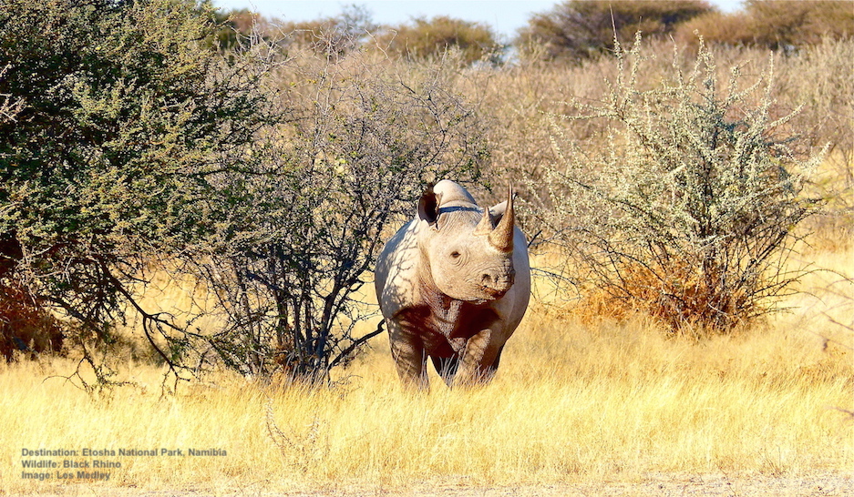 The 7 BEST Places To See African Rhinos