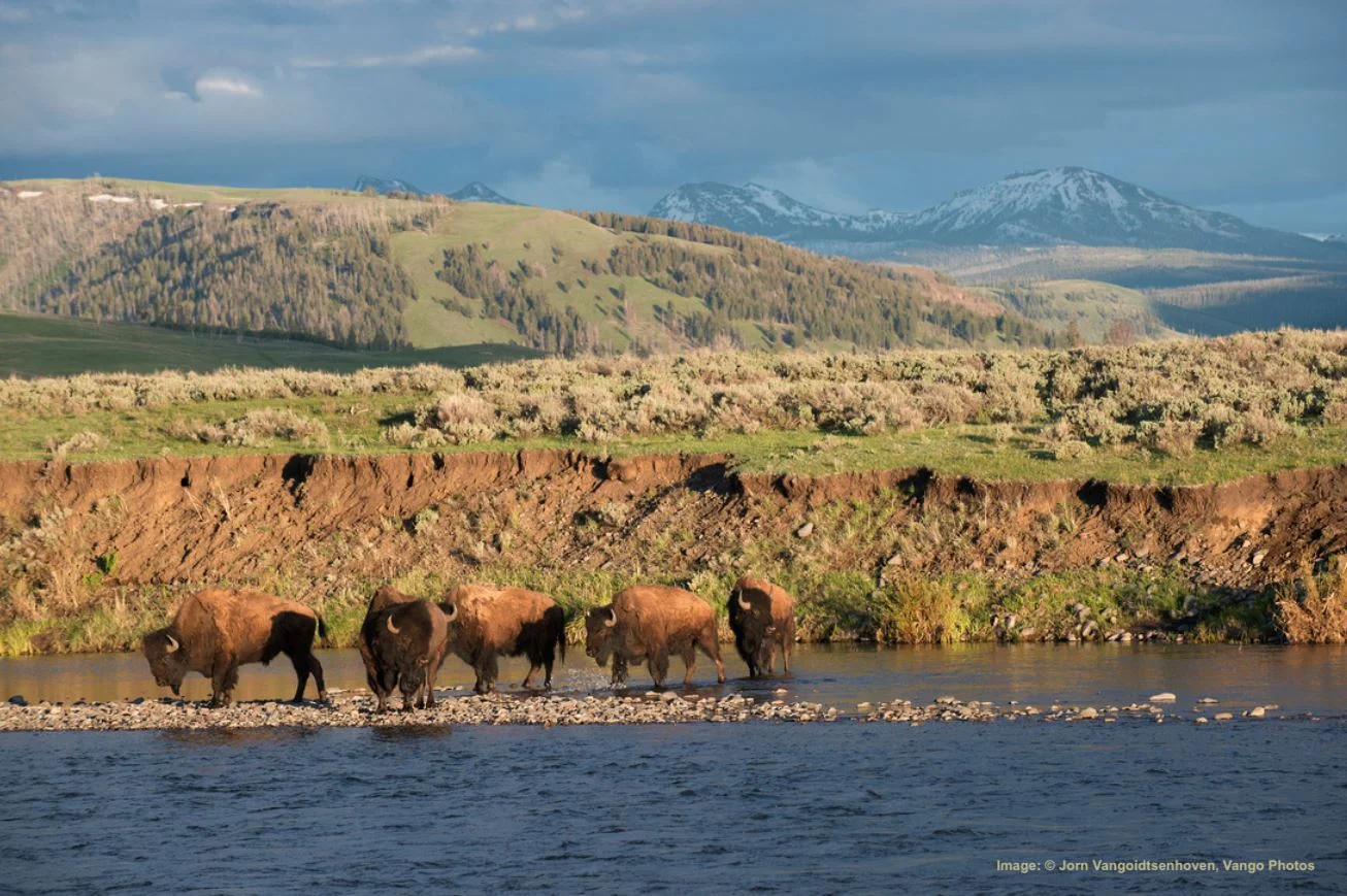 BISON ARE ONE OF THE MANY WILDLIFE LIFE SPECIES TO BE FOUND IN YELLOWSTONE’S LAMAR VALLEY. IMAGE: ©Jorn Vangoidtsenhoven, Vango Photos