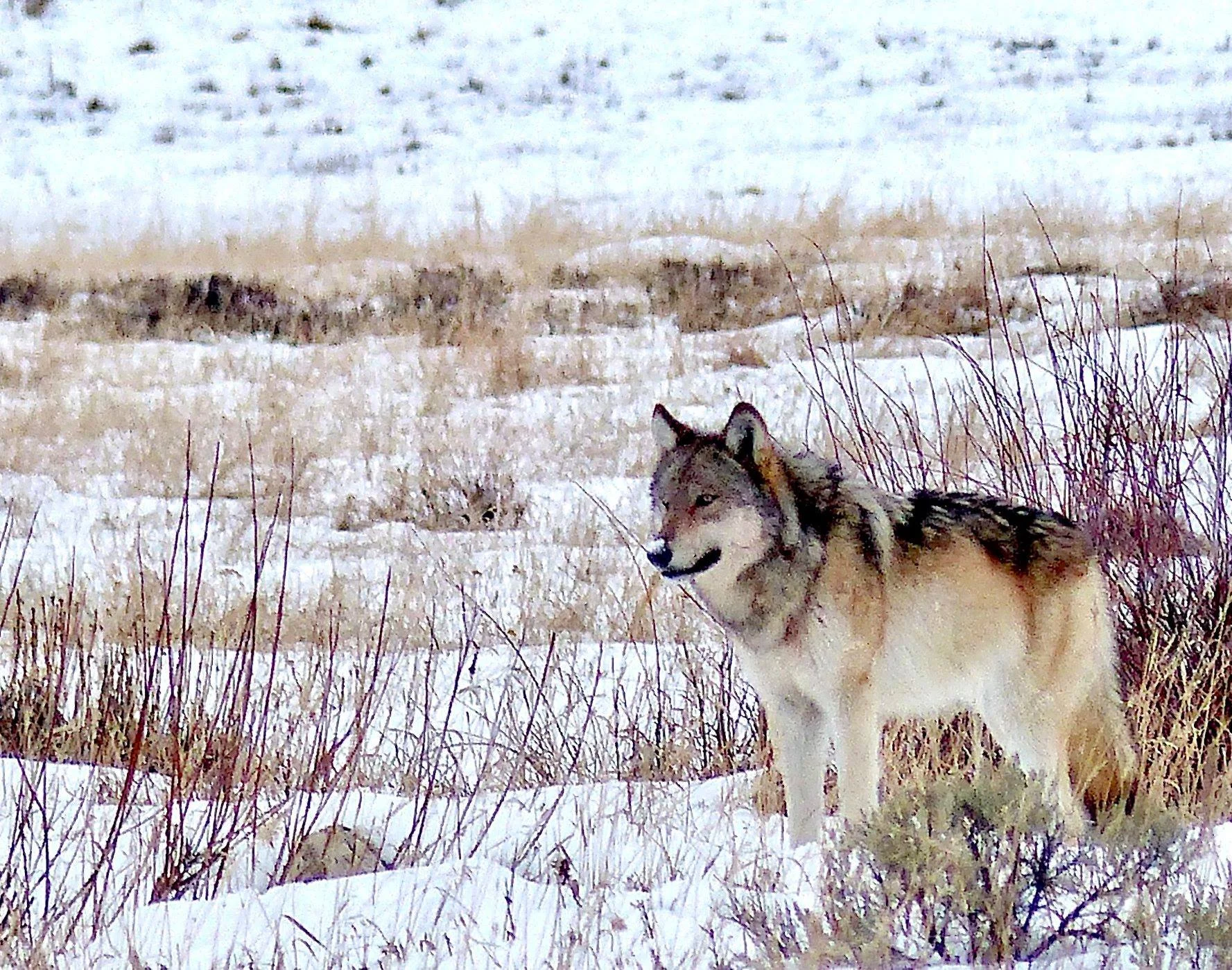 SINCE THEIR REINTRODUCTION IN 1995, GREY WOLVES HAVE HELPED RESTORE ECOLOGICAL BALANCE IN YELLOWSTONE. THEIR ECONOMIC VALUE TO THE PARK AND SURROUNDING AREAS IS 499 MILLION US DOLLARS ANNUALLY. IMAGE: RICK LAMPAUGH, AUTHOR , CONSERVATIONIST, AND WOLF ADVOCATE
