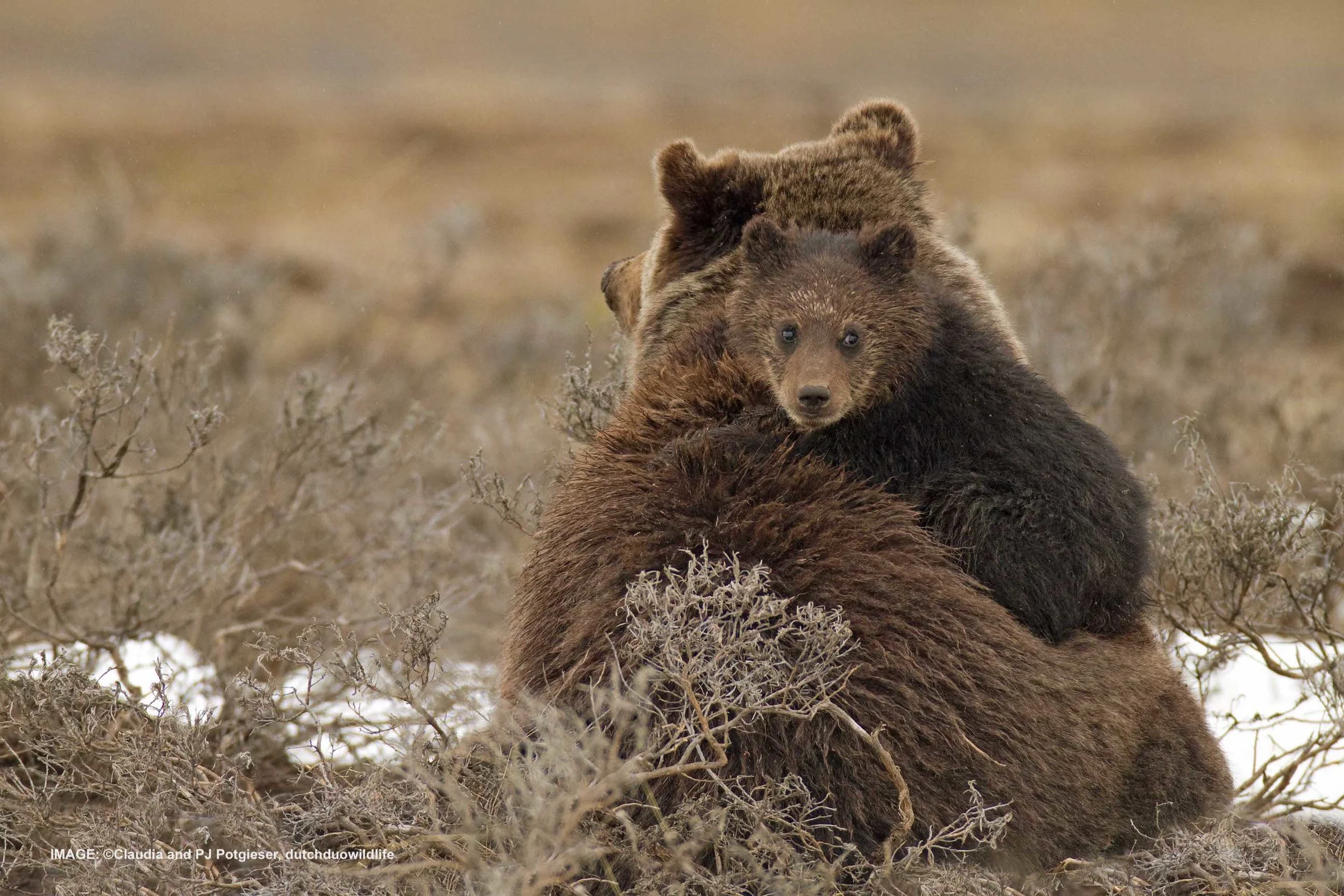 IN 1975 EMBATTLED GRIZZY BEAR WAS ADDED TO THE ENDANGERED SPECIES LIST. Image: ©Claudia and PJ Potgieser, dutchduowildlife