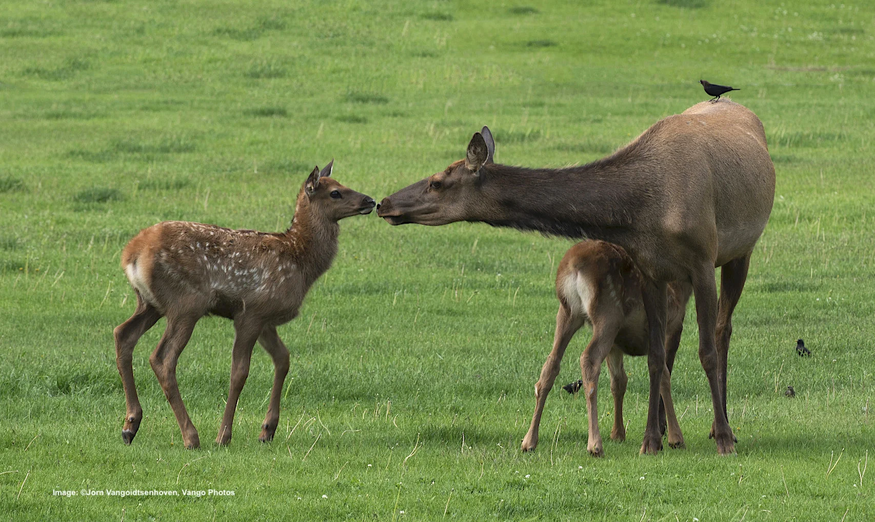 SPRINGTIME AT YELLOWSTONE PROVIDES PLENTY OF PHOTO OPPORTUNITIES, LIKE THIS YOUNG ELK FAMILY. IMAGE: © Jorn Vangoidtsenhoven, Vango Photos