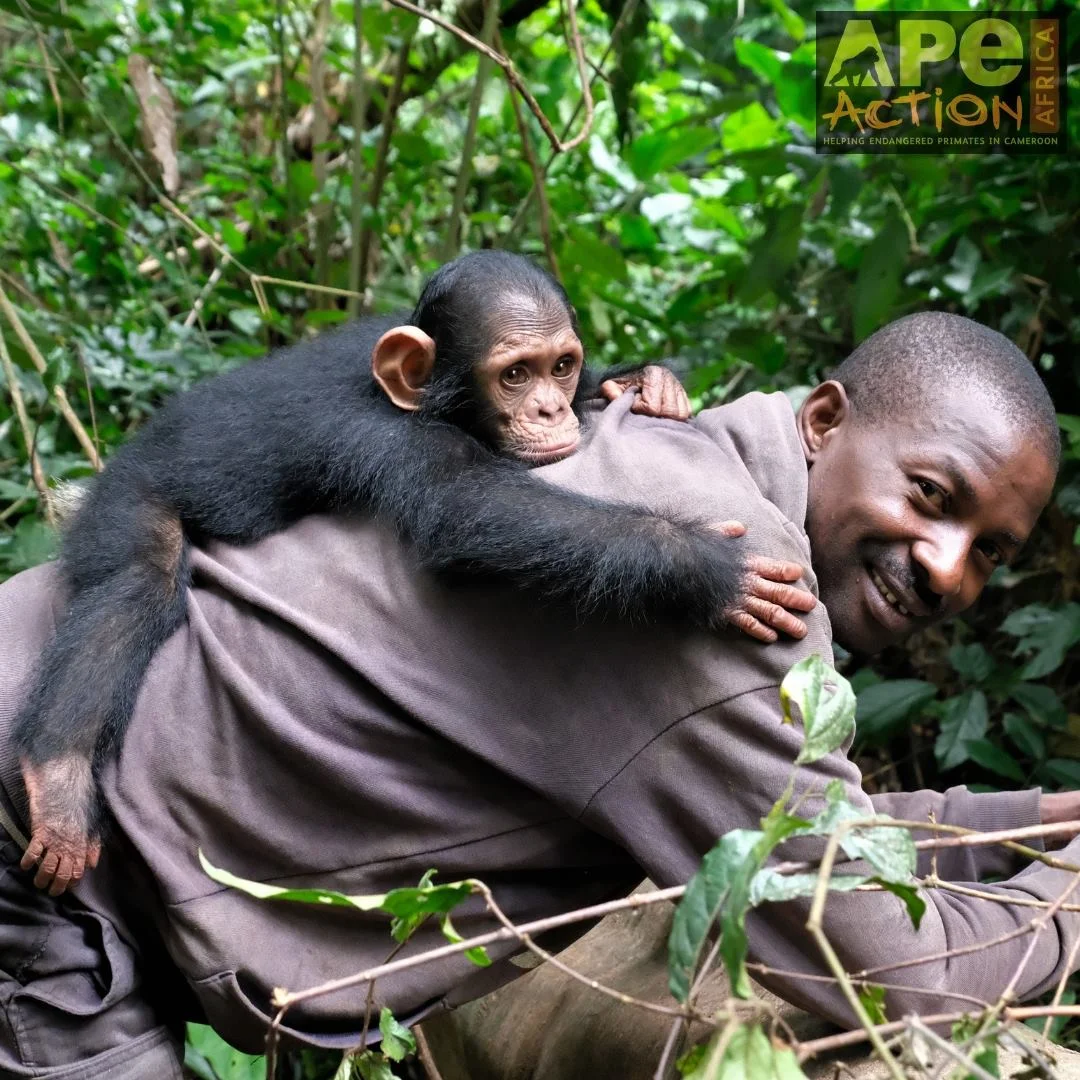 SANDA IS ONE OF THE MANY DEDICATED CAREGIVERS AT APE ACTION AFRICA. HE WILL HELP TO CARE FOR LITTLE NOAH, A RESCUED CHIMPANZEE UNTIL NOAH IS READY TO JOIN THE OTHER RESCUED CHIMPS. IMAGE: ©AMY HANES AND APE ACTION AFRICA (FACEBOOK)