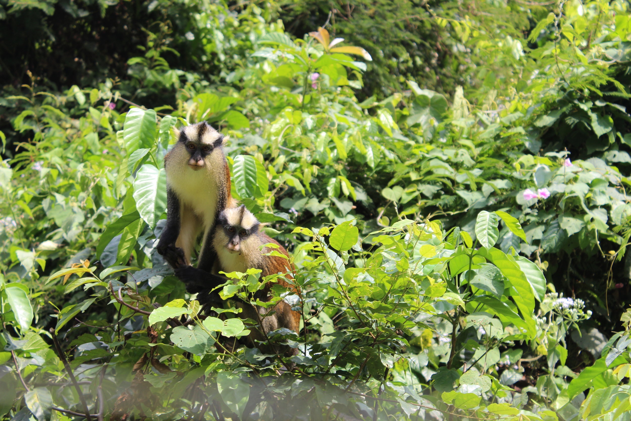 NUNU &amp; SHERLOCK, CROWNED GUENON MONKEYS, HEALTHY AND THRIVING AT APE ACTION AFRICA
