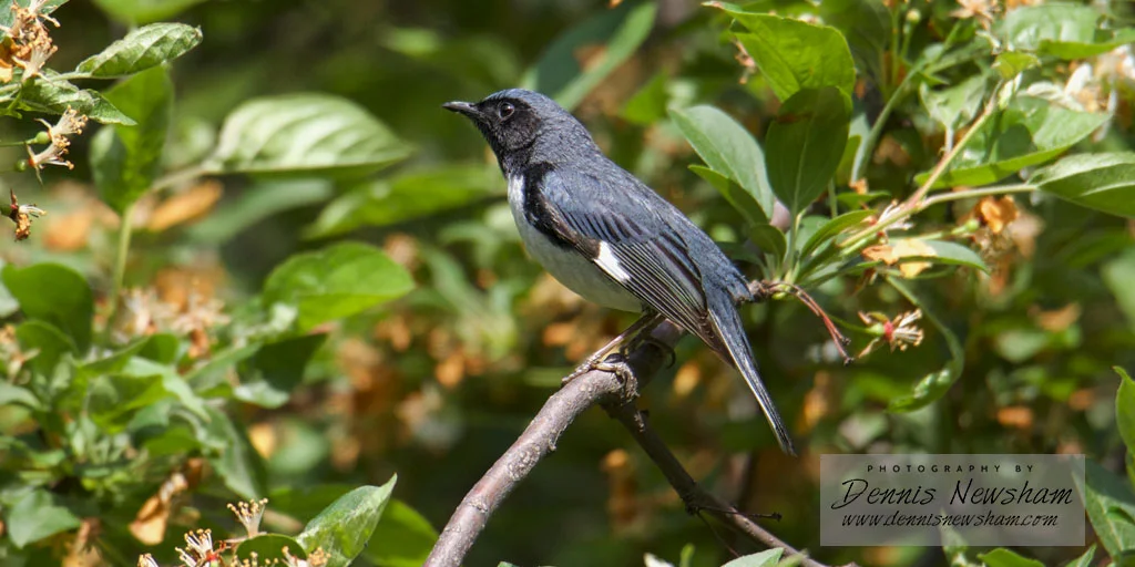 The Black-throated Blue warbler a favorite of Central Park birders
