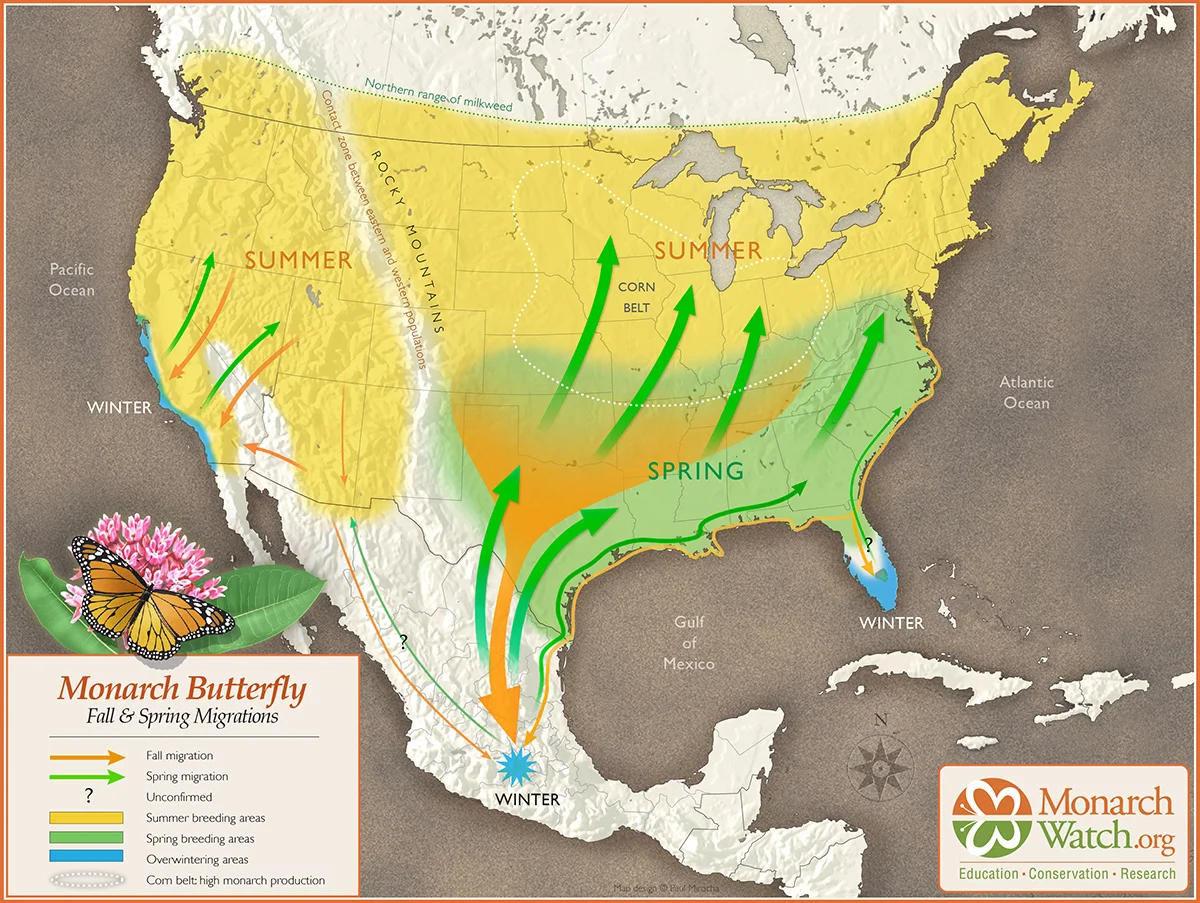 THE SPRING MIGRATION (MARCH-JUNE) THIS FIGURE IS AN INTERPRETATION OF THE ROUTES TAKEN BY MONARCHS DURING THE SPRING MIGRATION. THE PATHWAYS ARE BASED ON TAG RECOVERIES AND OBSERVATIONS OF MIGRATING MONARCHS. THE CAPTION AND THIS TWO-WAY MAP WAS CREATED BY MONARCH WATCH WITH THE HELP OF NOTED GRAPHIC ARTIST, PAUL MIROCHA FROM TUSCON, ARIZONA.