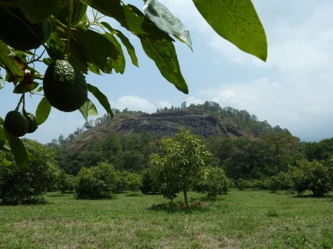 IN THE U.S, AVOCADO CONSUMPTION HAS EXPLODED FROM 2 POUNDS PER PERSON IN 2001 TO 7.5 POUNDS IN 2018. THE MONARCH HABITAT IS BEING DEFORESTED JUST AS QUICKLY TO SATISFY THE DEMAND. IMAGE: AN ORGANIC CONVERSATION