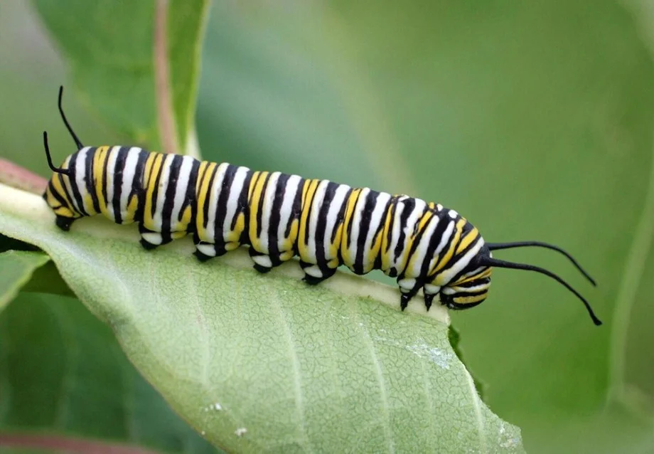THE MILKWEED PLANT IS THE ONLY FOOD SOURCE FOR MONARCH LARVE. PHOTO CREDIT: RUSS OTTENS, UNIVERSITY OF GEORGIA, BUGWOOD.ORG C/O ETOMOLOGY TODAY.ORG