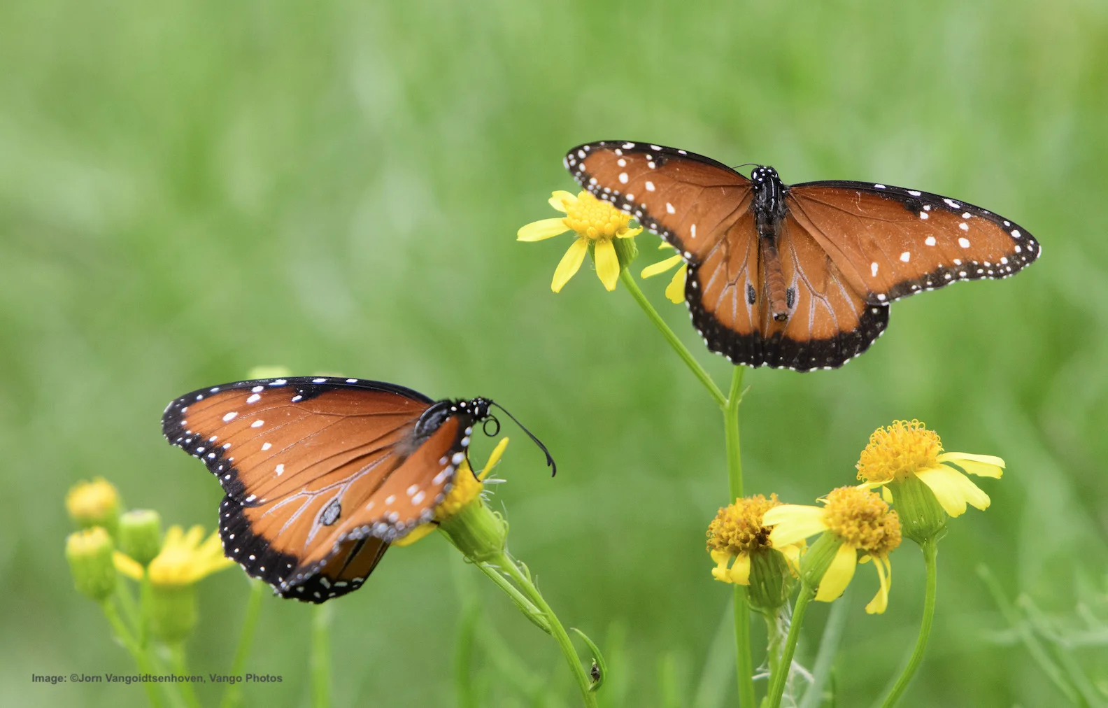 THESE QUEEN BUTTERFLIES ARE ANOTHER EXAMPLE OF BUTTERFLIES THAT LOOK VERY SIMILAR TO MONARCHS. IMAGE: ©Jorn Vangoidtsenhoven, Vango PHOTOS