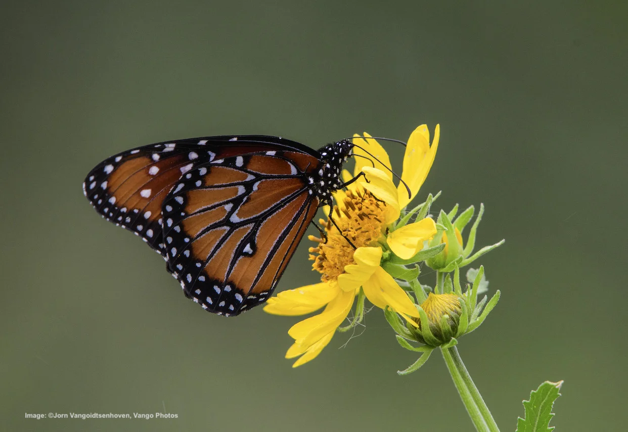 QUEEN BUTTERFLIES LOOK VERY SIMILAR TO AND ARE OFTEN CONFUSED FOR MONARCHS. NOTE THE WHITE DETAILS ON THE ORANGE SECTION OF THE WINGS, THAT IS THE TIP THAT THIS LOVELY LOOK-ALIKE IS NOT A MONARCH BUTTERFLY. Image: ©Jorn Vangoidtsenhoven, Vango Photos