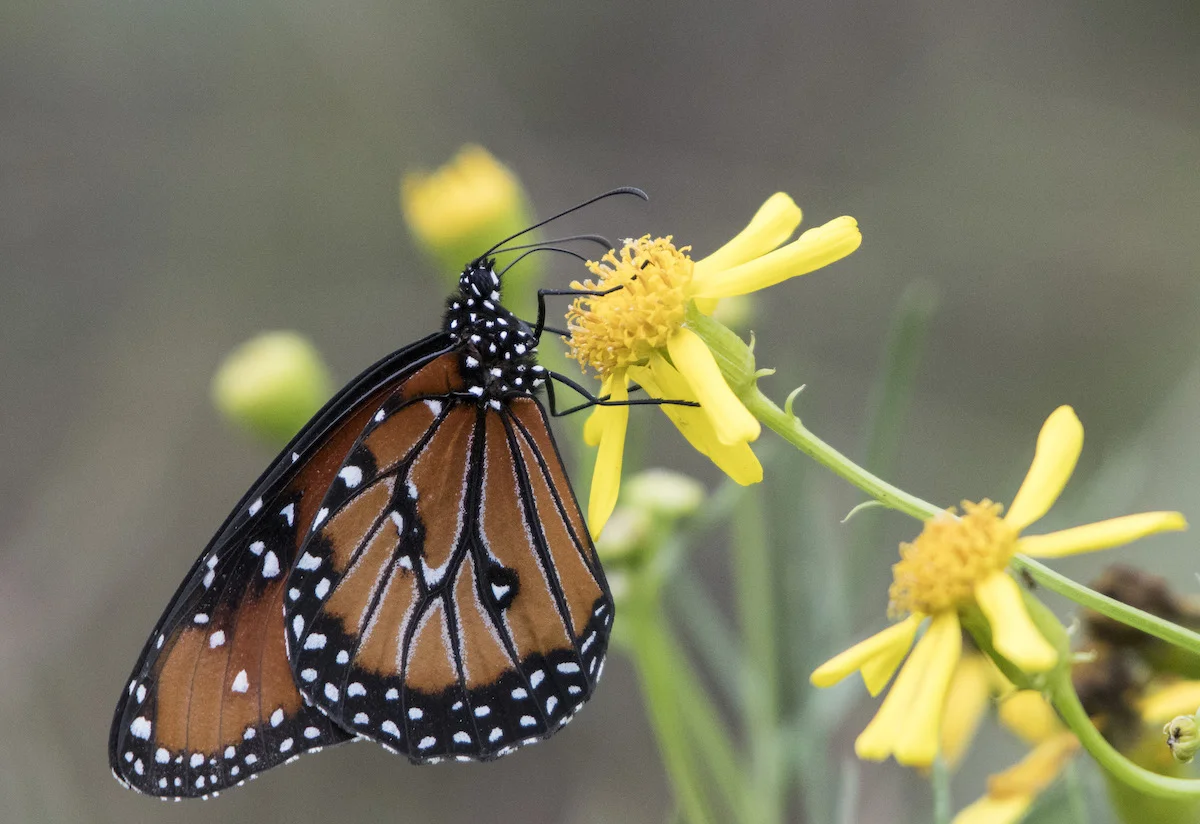 A QUEEN BUTTERFLY. IMAGE: ©Jorn Vangoidtsenhoven, Vango PHOTOS