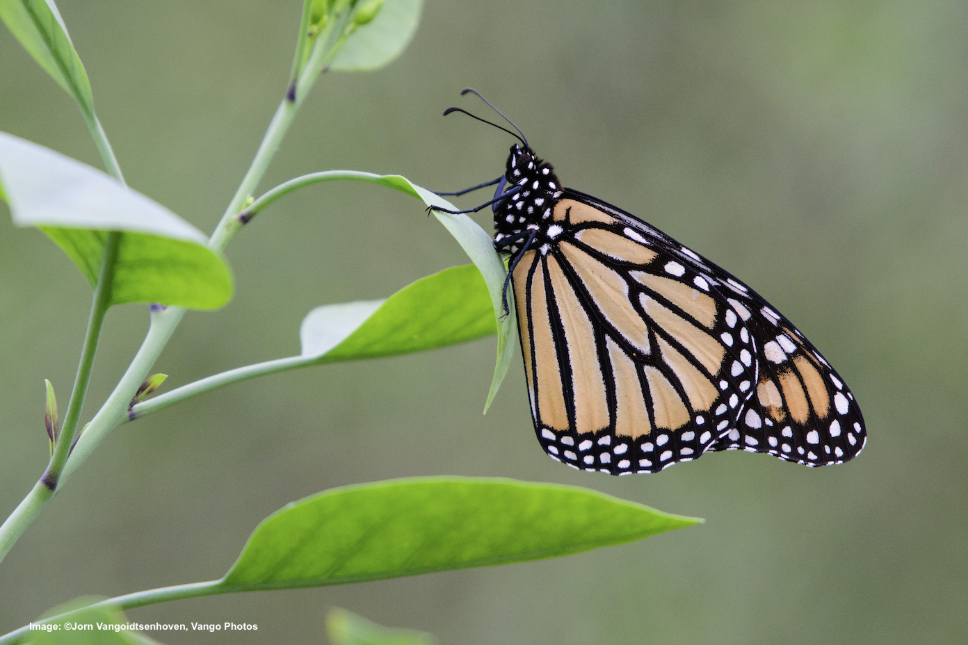 THIS IS A MONARCH BUTTERFLY. THE SPECIES IS IN PETITION TO THE U.S.FISH AND WILDLIFE SERVICE TO BE ADDED TO THE ENDANGERED SPECIES LIST. IMAGE: ©Jorn Vangoidtsenhoven, Vango Photos