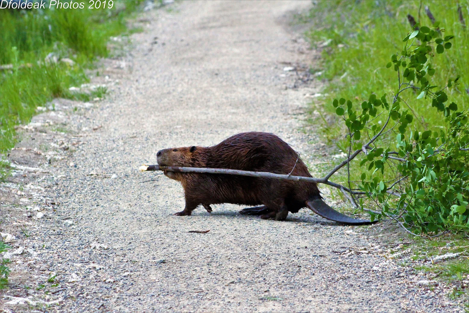 Exposed! The Wild Heart of Vibrant Calgary. — Destination: Wildlife™