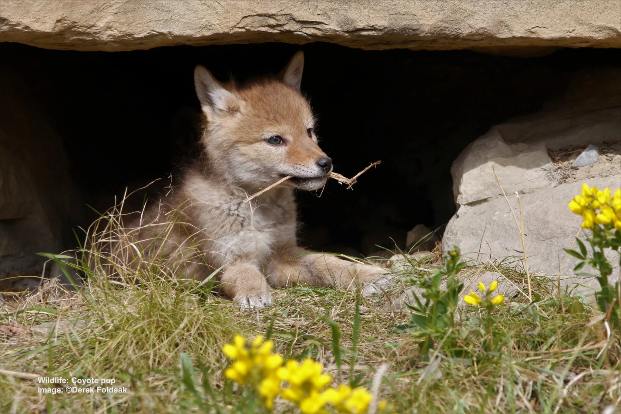 IN CALGARY, ALBERTA WILDLIFE IS CHERISHED, EVEN THE COYOTES WHO ARE CREDITED WITH KEEPING UNWANTED RODENTS UNDER CONTROL. IMAGE: ©DEREK FOLDEAK