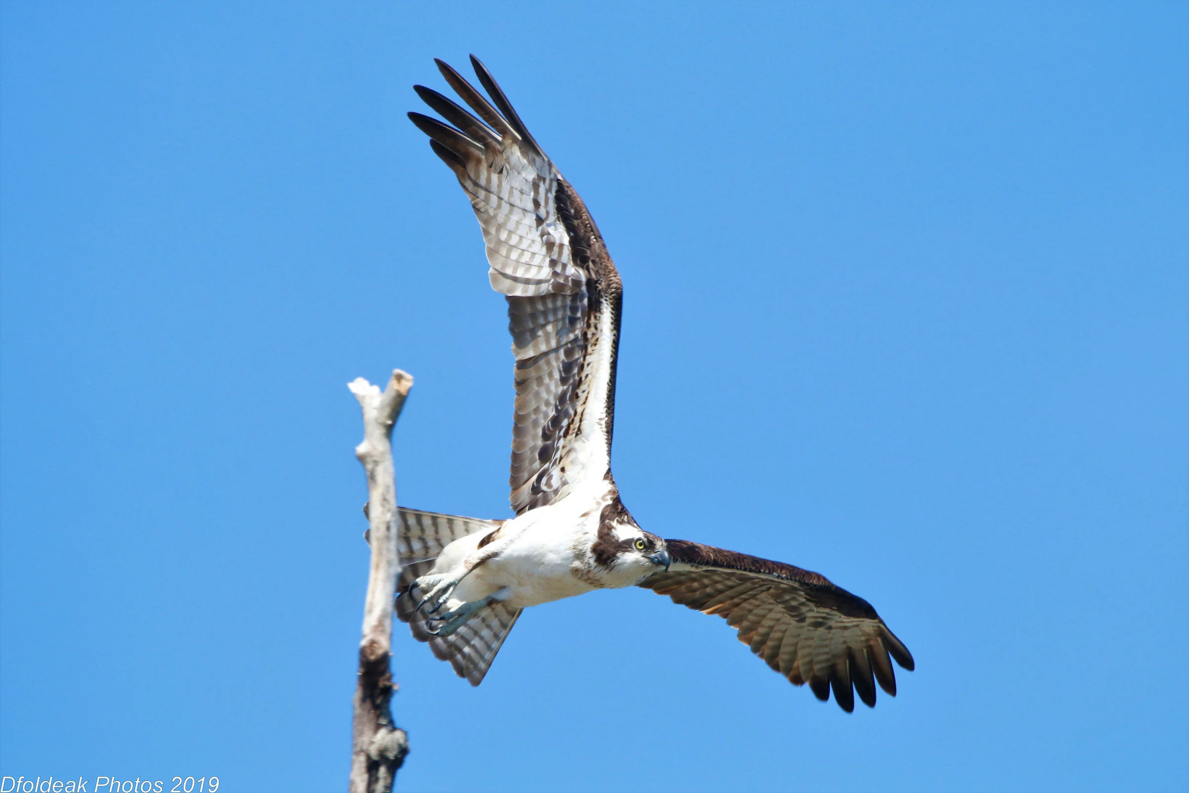 PLENTY OF FRESH WATER AND FISH ALL THROUGH FISH CREEK PROVINCIAL PARK MAKE FOR GREAT OSPRY SIGHTINGS (AND PHOTO OPS.) IMAGE: ©DEREK FOLDEAK