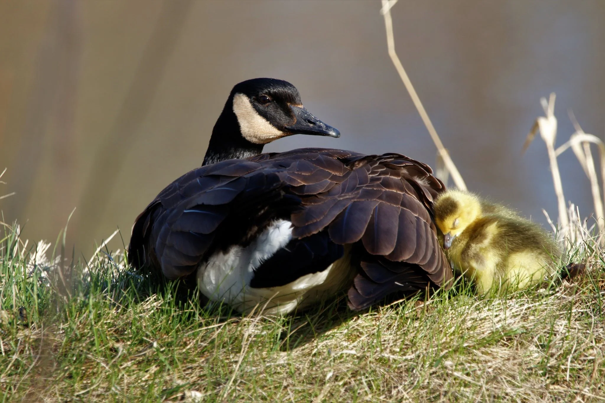 REST TIME WHILE MAMA KEEPS A WATCH AT INGLEWOOD BIRD SANCTUARY. IMAGE: ©DEREK FOLDEAK