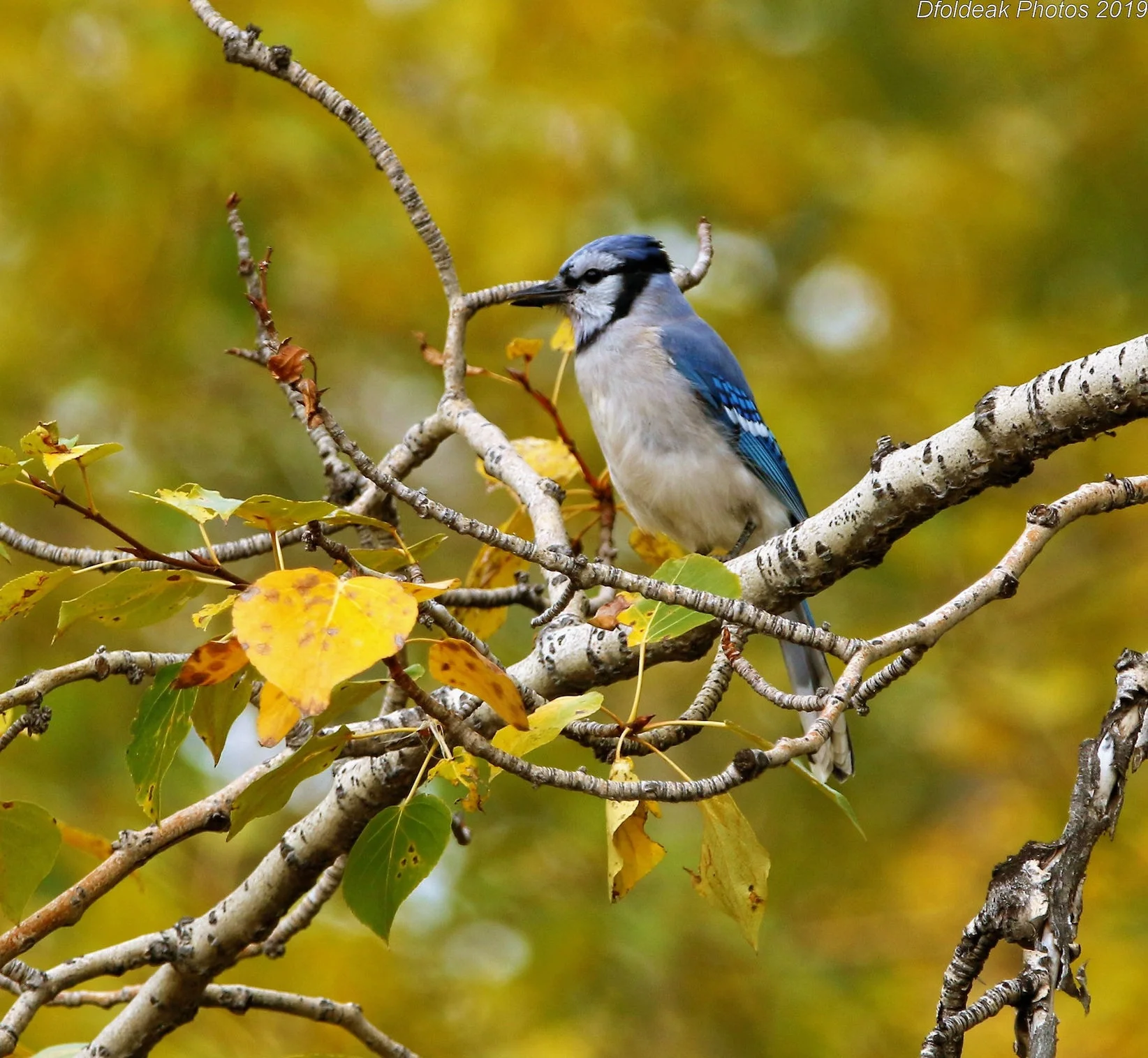 AUTUMN AT CARBURN PARK, BLUE JAY IS ONE OF THE SPECIES THAT MAKES ITS HOME HERE ALL YEAR. IMAGE: ©DEREK FOLDEAK