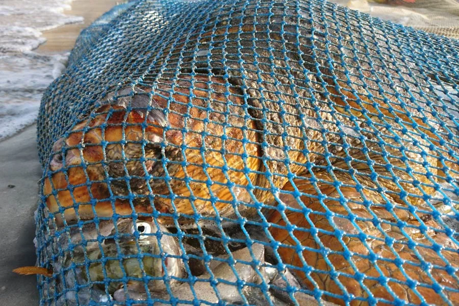 THERE ARE MANY REASONS FOR THE WORLD-WIDE DECLINE OF SEA TURTLES POACHING, POISONING FROM PLASTICS AND CHEMICALS, HABITAT LOSS, OR CAUGHT IN GHOST NETS OR AS FISHING BY-PRODUCT LIKE THIS LOGGERHEAD SEA TURTLE . WE CAN HELP SAVE THEM BEFORE IT IS TOO LATE. IMAGE: THE OLIVE RIDLY PROJECT