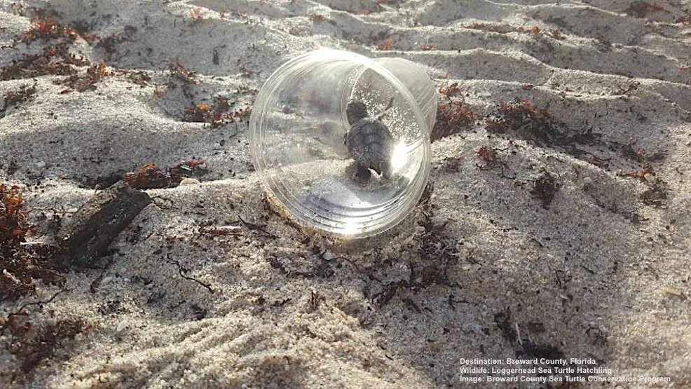 THE WORLD OF A SEA TURTLE HATCHINGS IS FILLED WITH DANGER. A SIMPLE CUP CARELESSLY LEFT ON A FORT LAUDERDALE, FLORIDA BEACH WOULD HAVE MEANT DEATH FOR THIS HATCHLING HAD IT NOT BEEN FOUND BY A VOLUNTEER FROM BROWARD COUNTY SEA TURTLE CONSERVATION PROGRAM