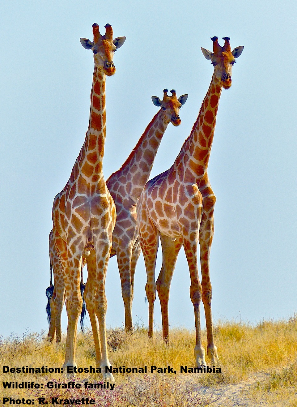 BLOG: African Mind Games, Giraffes on the Horizon