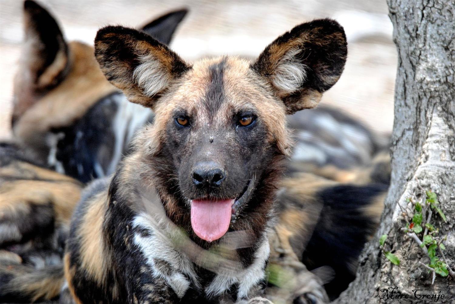 Wildlife Field Guide: African Painted or Wild Dog