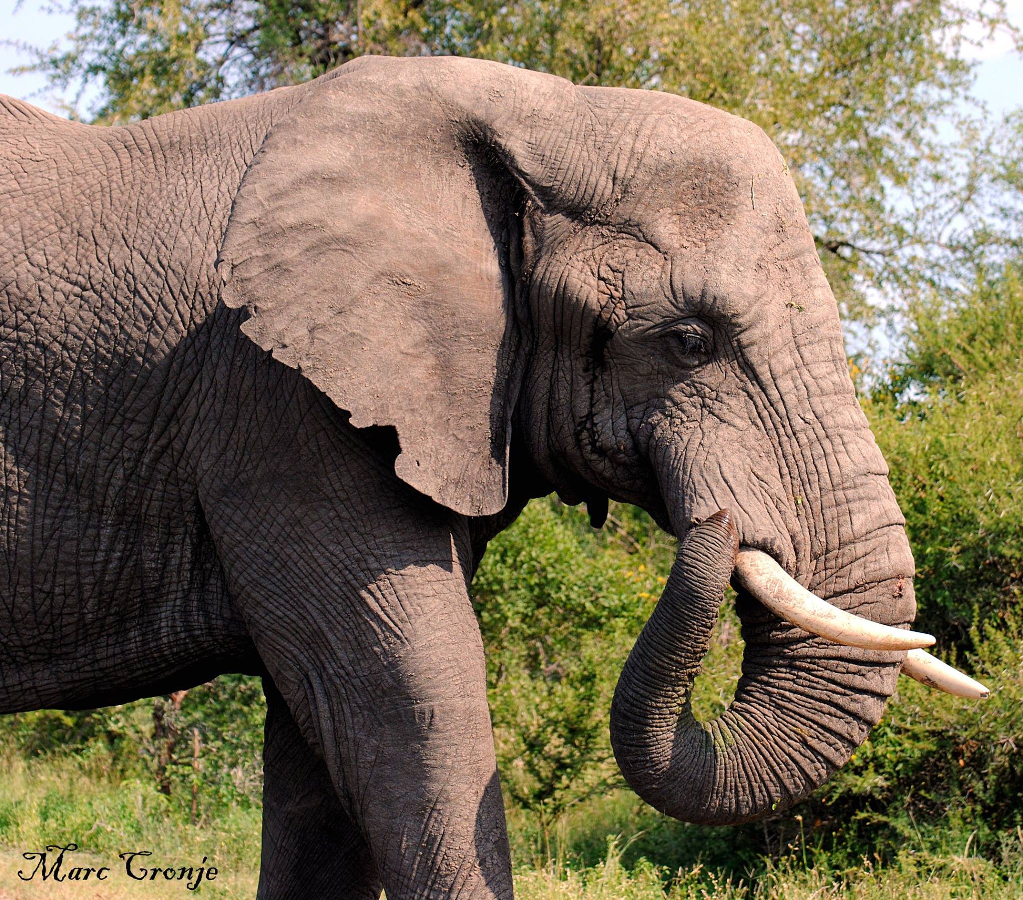 Wildlife Field Guide: African Elephant 