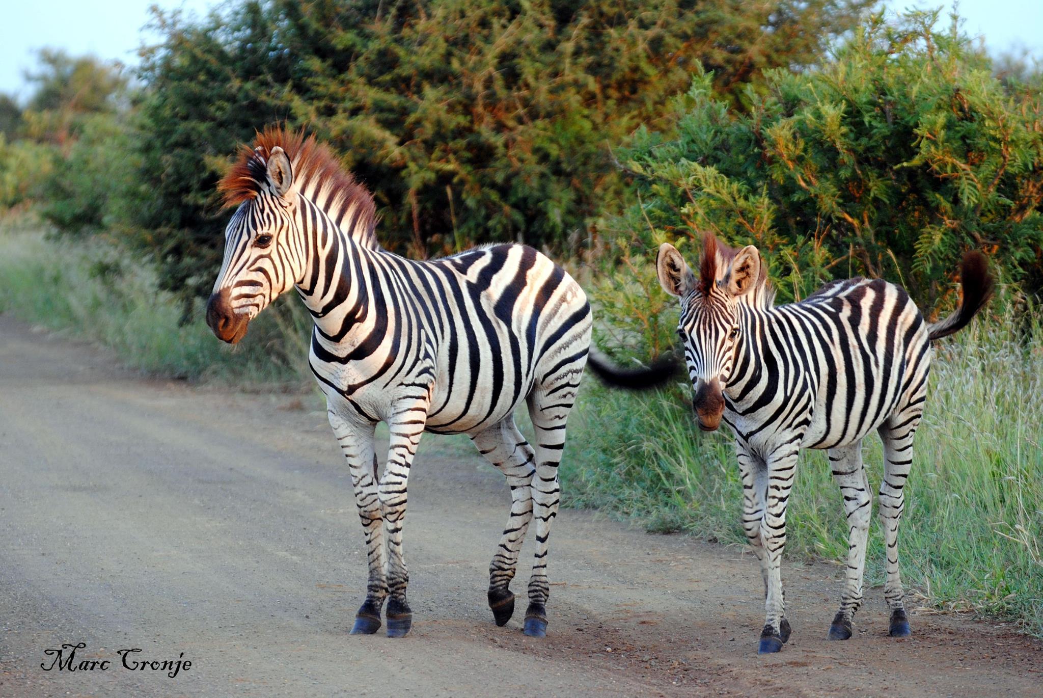 WIldlife Field Guide: Zebra 
