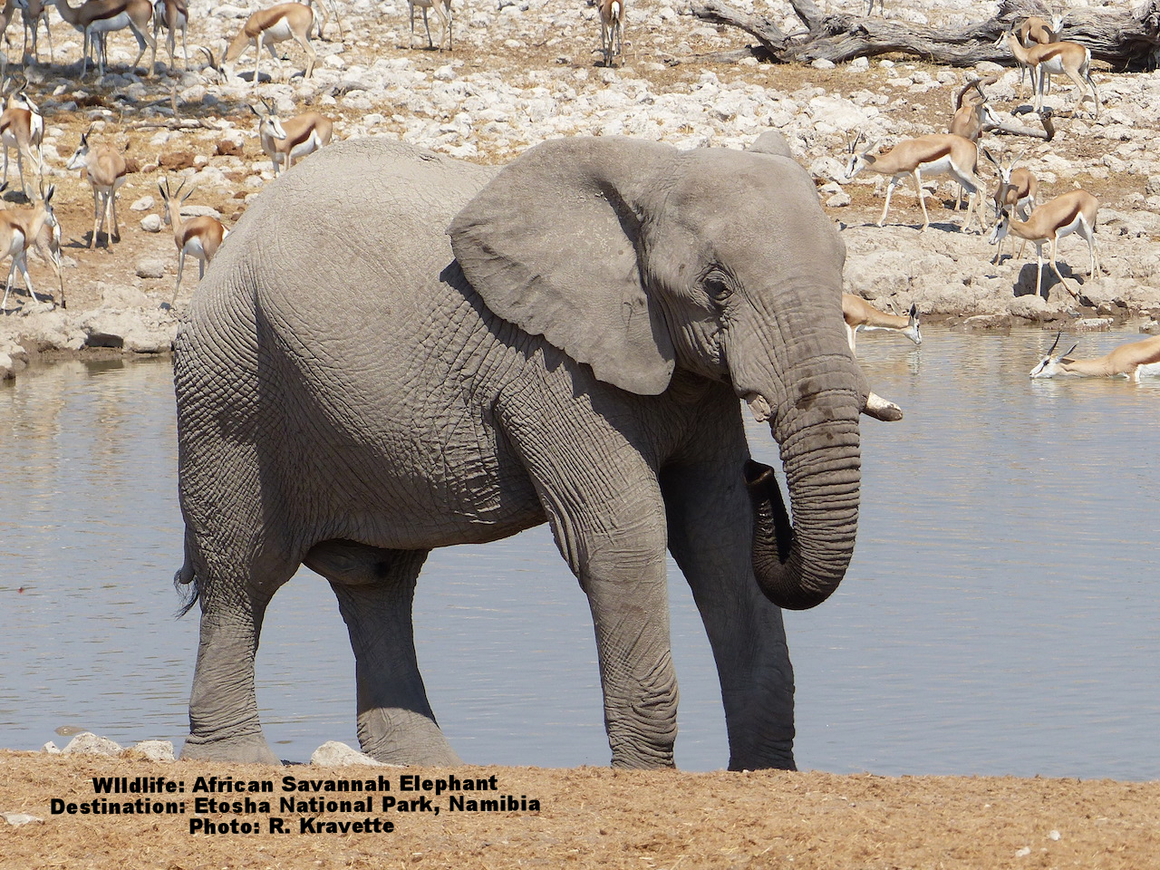 Wildlife Field Guide: African Elephant  (Copy) (Copy)