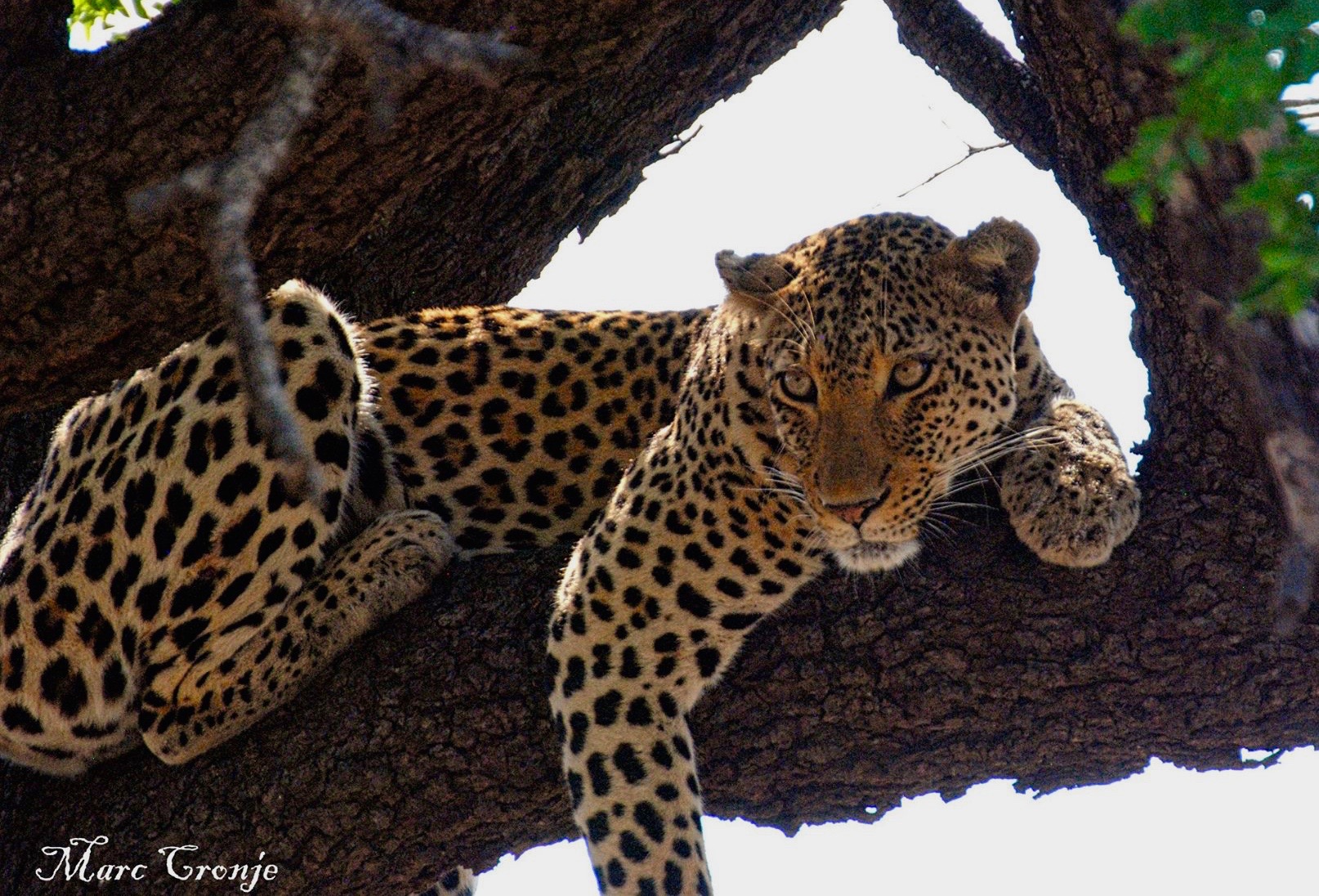 Destination Guide: Kruger National Park, South Africa  (Copy) (Copy)
