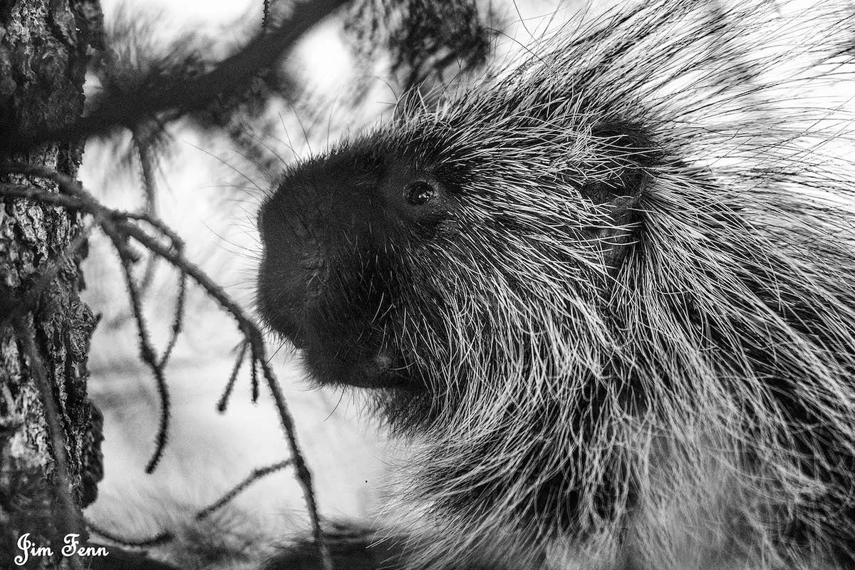 THE GRAND TETONS ARE HOME TO MANY ICONIC SPECIES, LIKE BISON, PRONGHORN ANTELOPE, AND BLACK AND GRIZZLY BEAR, BUT SOMETIMES IT IS THE SMALLER INHABITANTS THAT FASCINATE, LIKE THIS PORCUPINE IN A HEMLOCK TREE. IMAGE: © JIM FENNESSY FROM MY 7 DAYS PHOTOGRAPHING AMERICA’S MOST MAJESTIC PARKS.