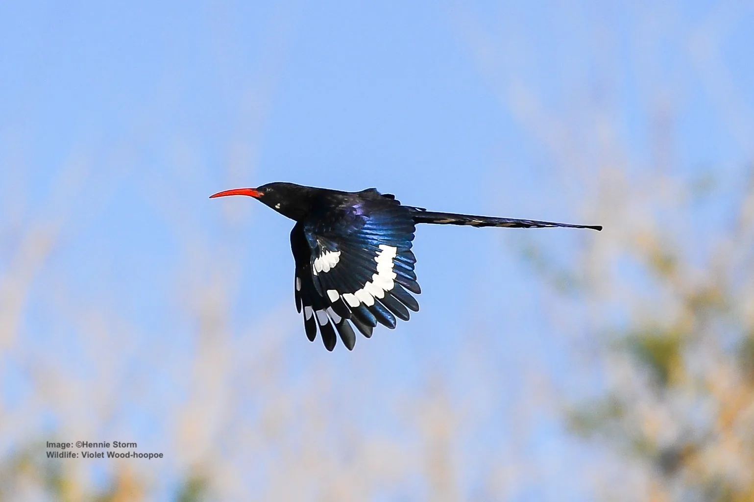 USE THE SUN TO YOUR ADVANTAGE WHEN LOOKING FOR A VIOLET WOOD-HOOPOE. SUNLIGHT BRINGS OUT THE COLORS ON ITS HEAD, HELPING TO DIFFERENTIATE THE VIOLET FROM THE MORE ABUNDANT, BUT ALSO DECREASING, GREEN WOOD-HOOPOE. THIS WAS A LIFE-LIST SIGHTING FOR PHOTOGRAPHER ©HENNIE STORM