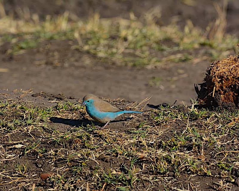 Blue Waxbill 