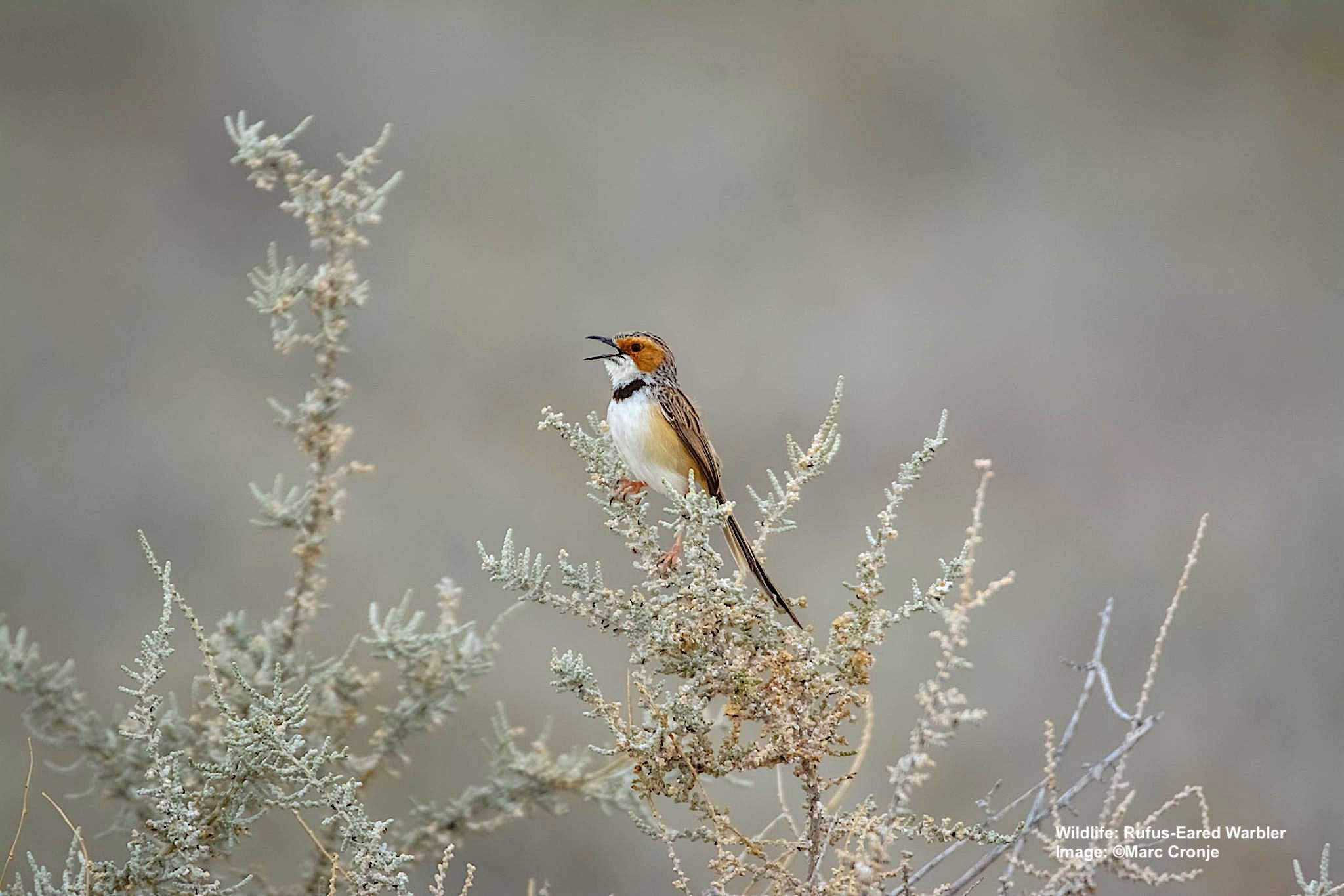 Rufus-Eared Warbler 