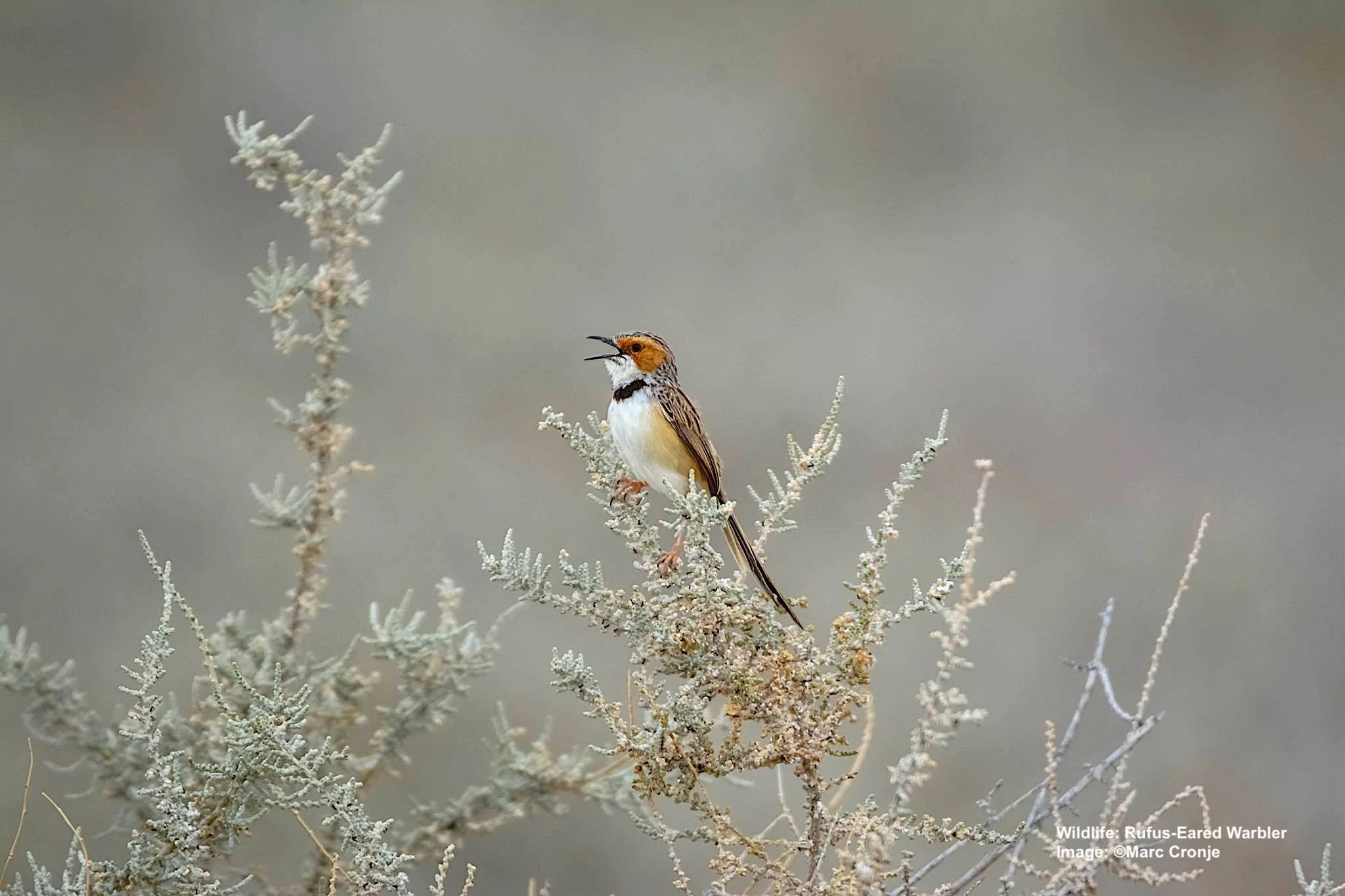 Rufus-Eared Warbler