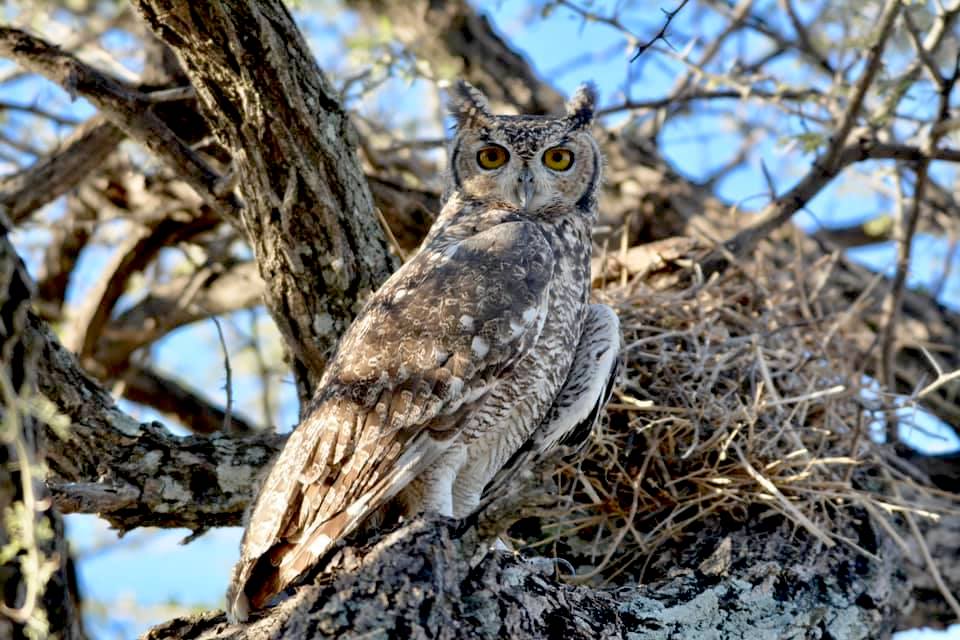 Spotted Eagle-owl 