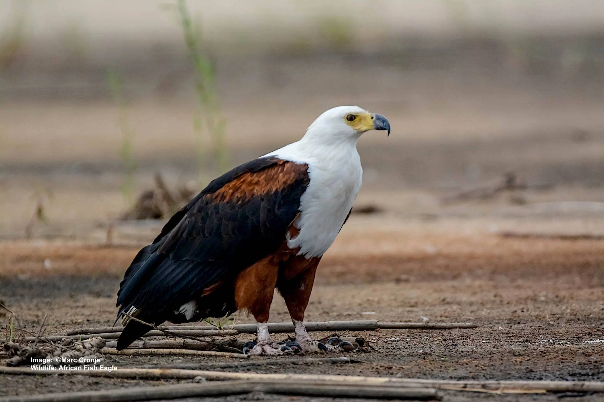 Fish Eagle
