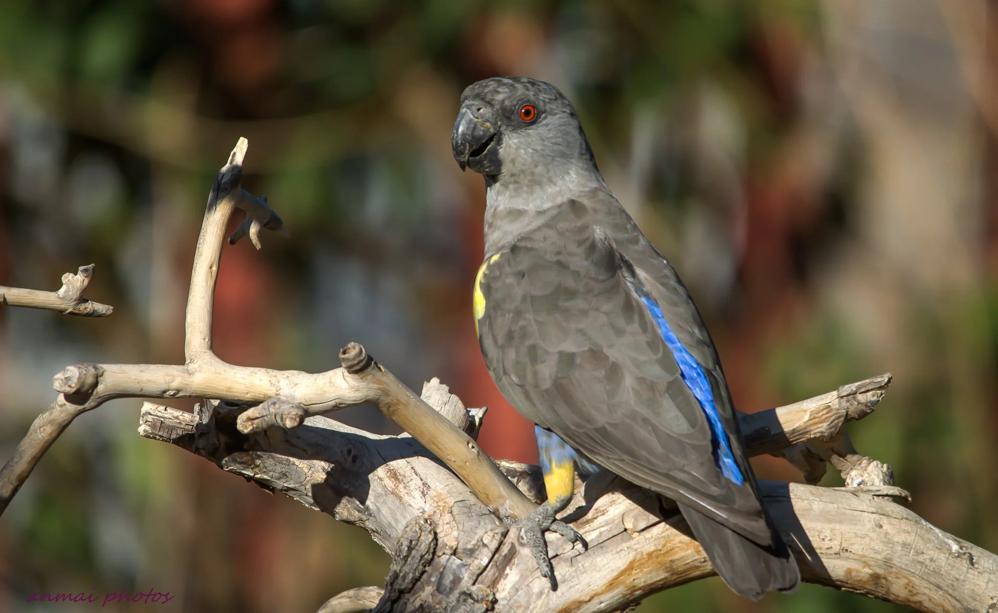 UNUSUAL FOR A BIRD SPECIE, THE FEMALE RUPPELL’S PARROT IS MORE BRIGHTLY COLORED THAN THE MALE, WITH BLUE ON HER BACK, LOWER BELLY AND RUMP. BOTH HAVE THE DISTINCTIVE YELLOW SHOULDER “EPAULETS.” IMAGE: ©ANITA MAIER, ANMAI PHOTOS