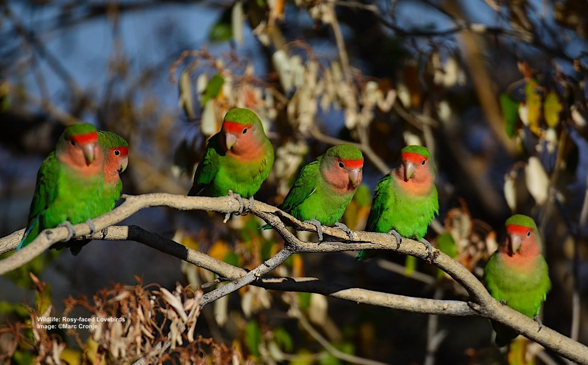 ROSY-FACED LOVEBIRDS, ENDEMIC TO A SMALL SECTION OF NAMIBIA, ARE AS BEAUTIFUL AS THEIR NAME, BUT LIKE LOVERS EVERYWHERE, THEY HAVE THEIR SHARE OF RELATIONSHIP DRAMA. IMAGE: ©MARC CRONJE
