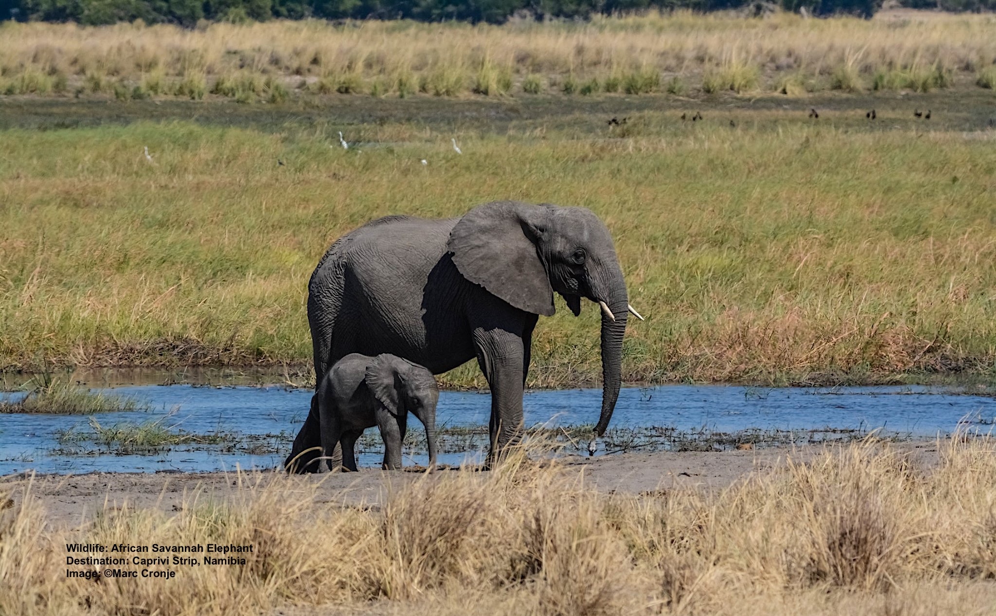 CAPRIVI’S LUSH OKAVANGO DELTA IS LOVED BY ELEPHANTS AND HIPPOS, TOO IMAGE: ©MARC CRONJE