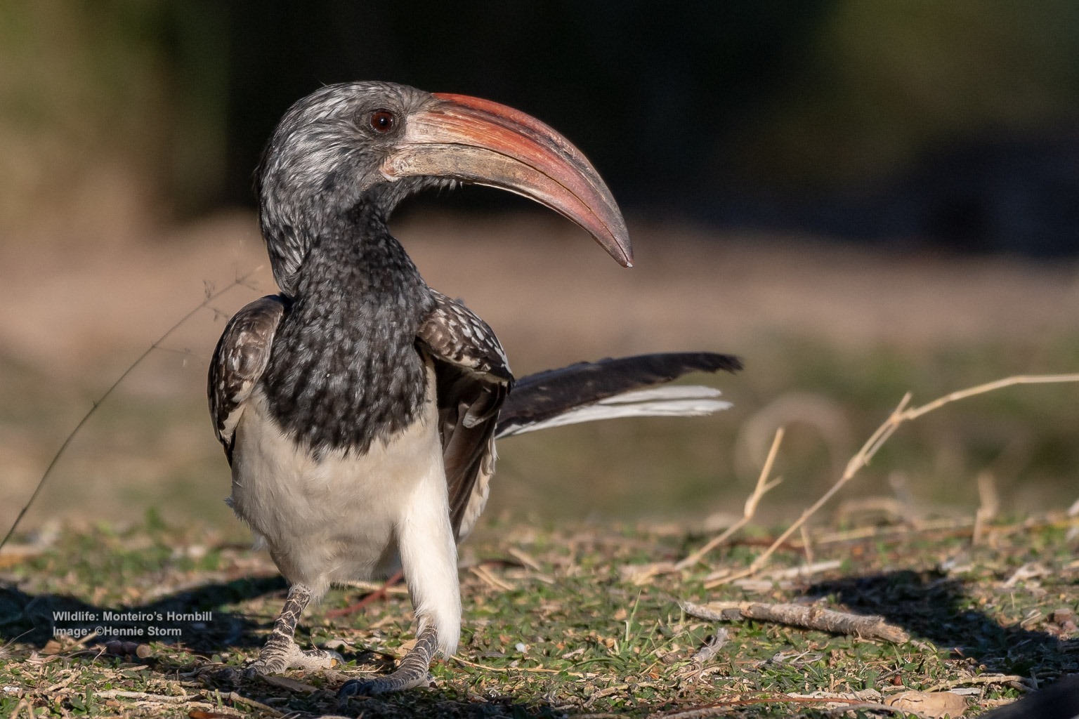 10 Rare Birds Worth The Search In Surprising Namibia Destination 