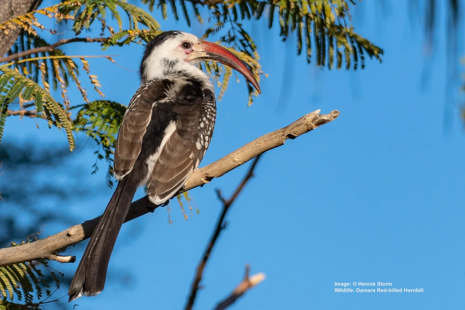 10 Rare Birds Worth The Search In Surprising Namibia Destination 