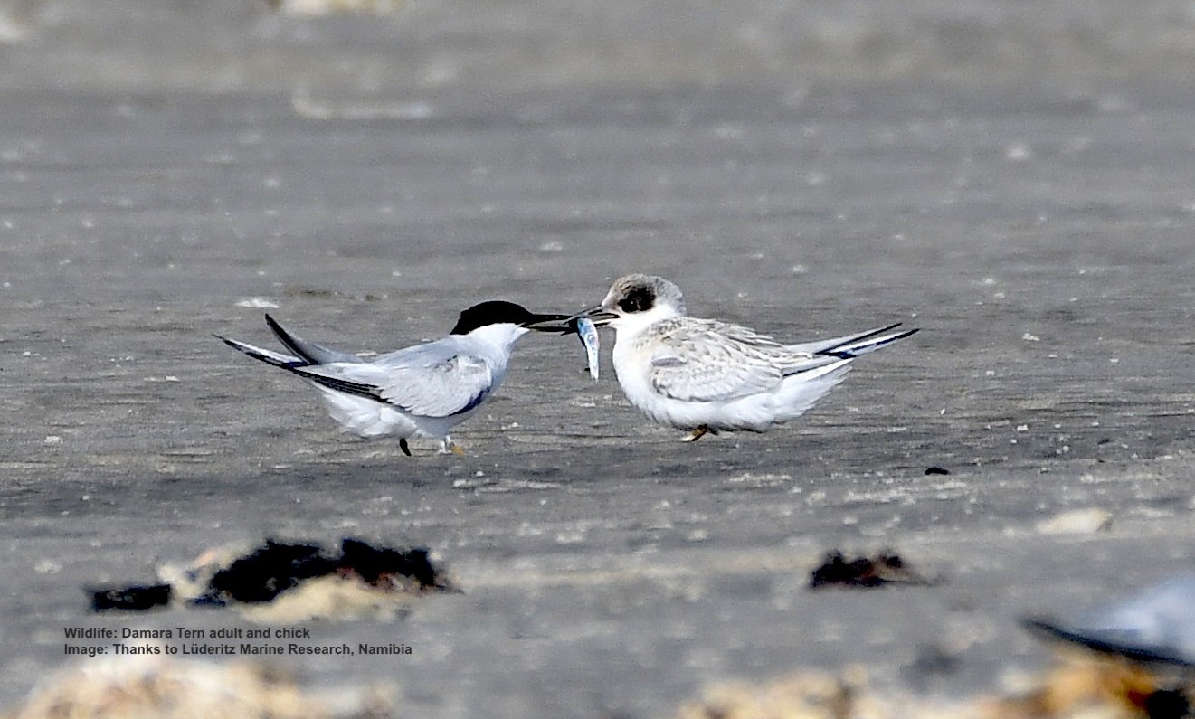 Damara Tern, Near Endemic (Adult, left, feeding chick, right) 