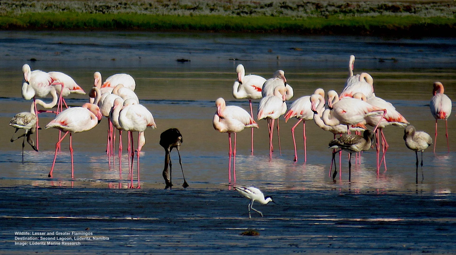Greater and Lesser Flamingos