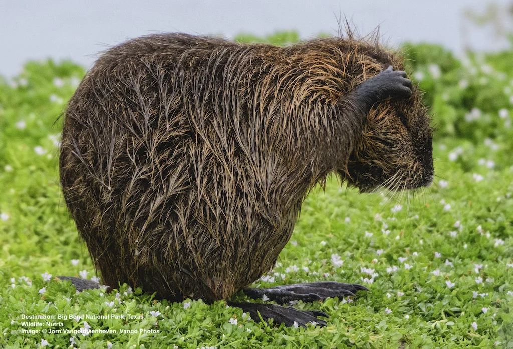 NUTRIA, CAPTURED IN THEIR NATIVE SOUTH AMERICA, WERE BROUGHT TO THE UNITED STATES IN 1889 FOR THE FUR TRADE. THE NUTRIA HAD OTHER IDEAS. Image: © Jorn Vangoidtsenhoven, Vango Photos