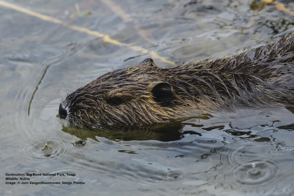 NUTRIA SPEND MOST OF THEIR LIVES IN OR VERY NEAR WATER. Image: © Jorn Vangoidtsenhoven, Vango Photos