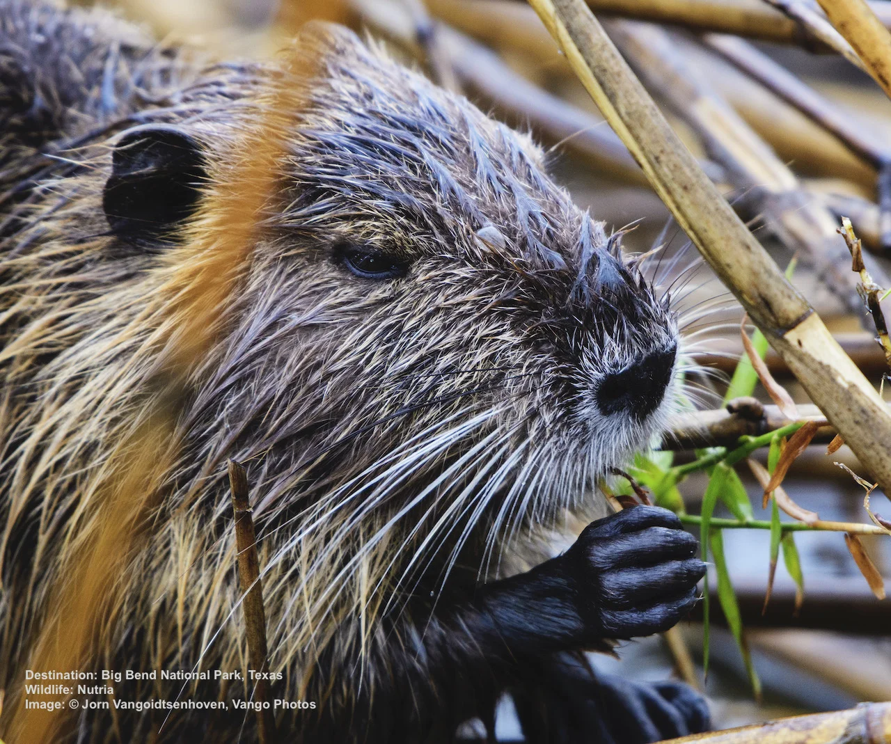 NUTRIA ARE SMALLER THAN BEAVERS AND HAVE A LONG SKINNY, NOT FLAT, TAIL. THEY EAT VEGETATION,INCLUDING THE ROOTS, NOT BARK. Image: © Jorn Vangoidtsenhoven, Vango Photos