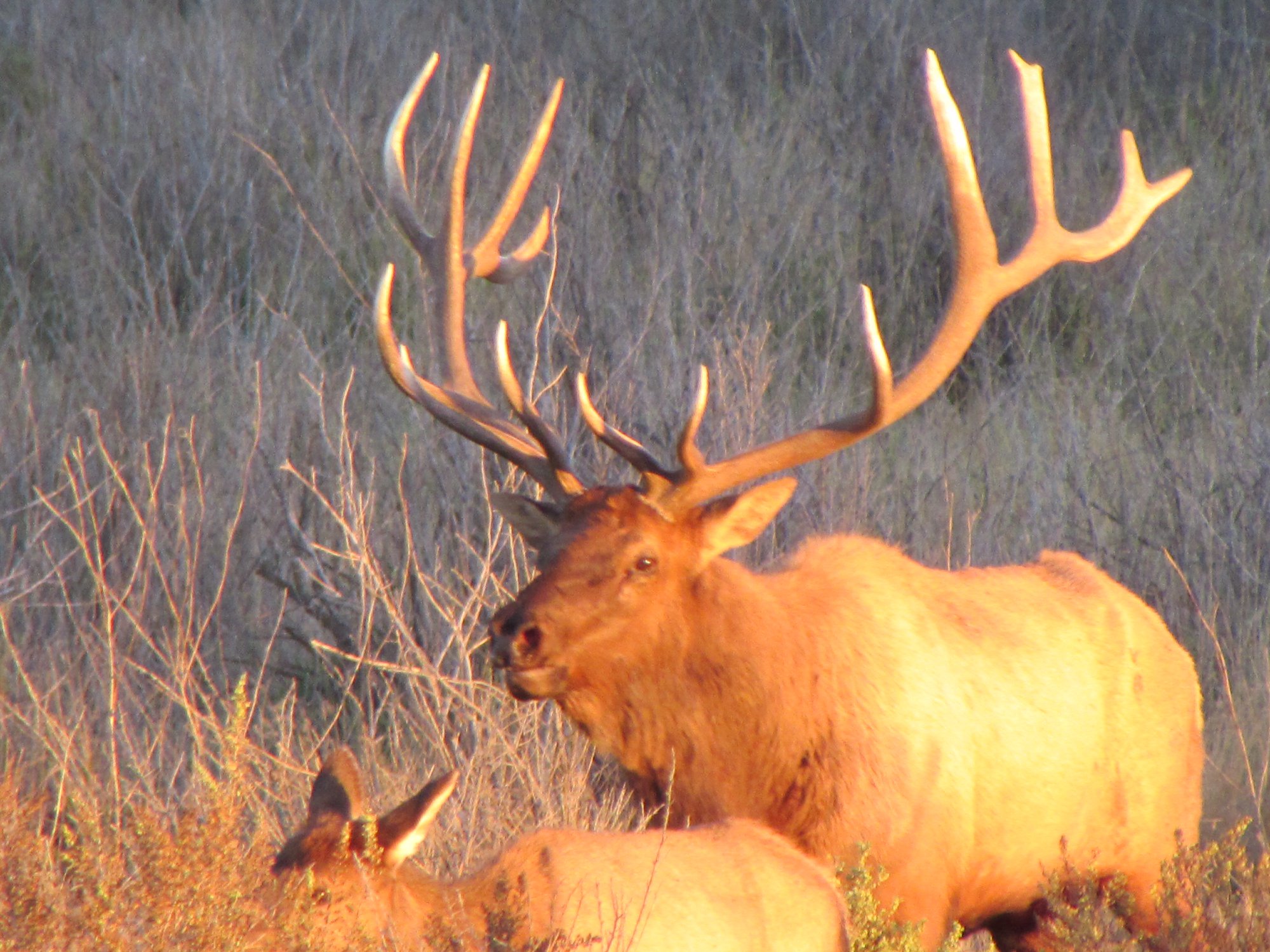 Slippery Ann's Amazing Bugling Elk. Montana