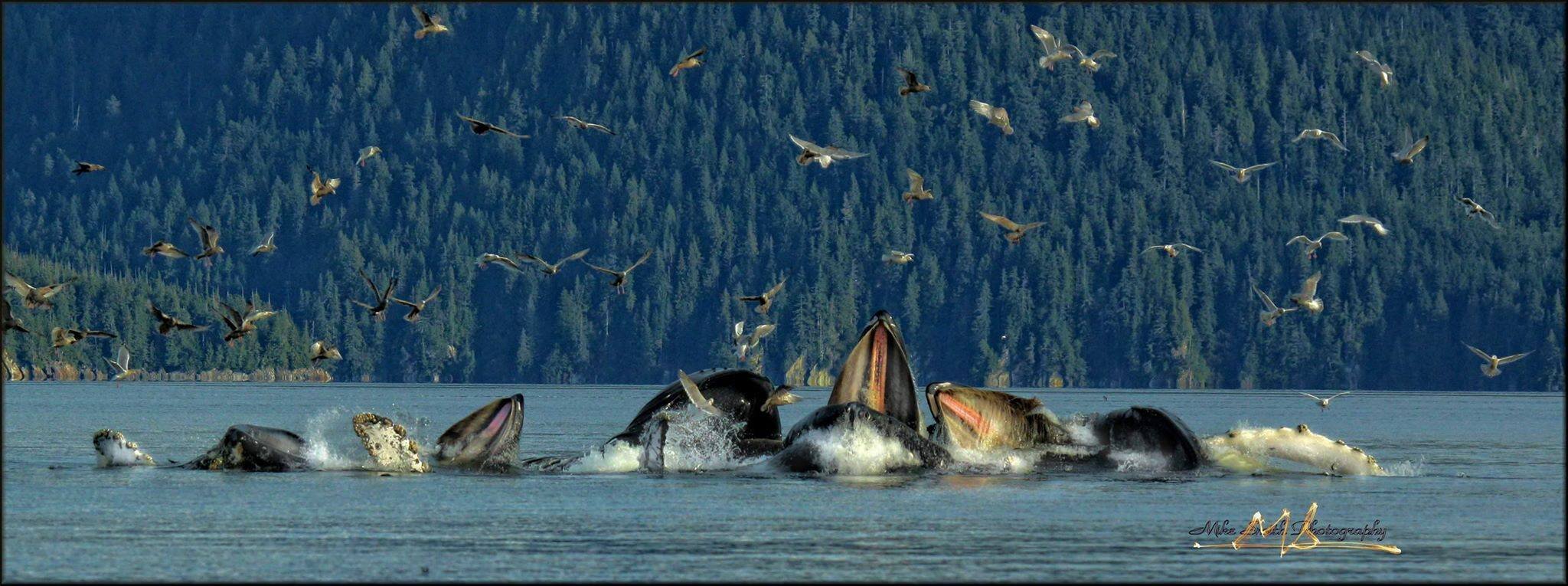 BUBBLE-NET FEEDING HUMPBACK WHALES IN THE WATERS BETWEEN PRINCE OF WALES ISLAND AND KETCHIKAN, ALASKA. IMAGE: THANKS TO ©MIKE SMITH
