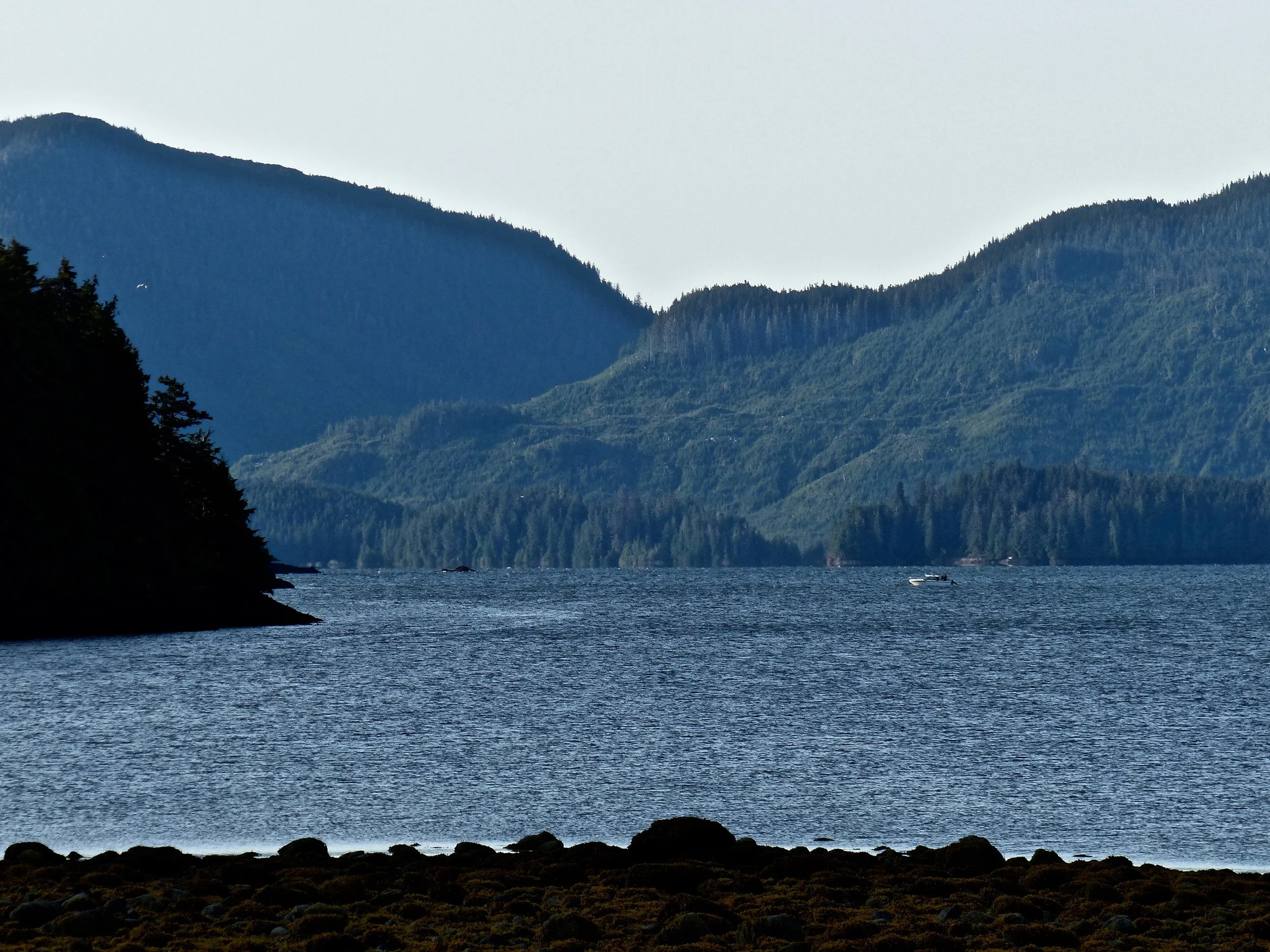 THE VIEW FROM JUST OUTSIDE MY WINDOW ON PRINCE OF WALES ISLAND, ALASKA. THE MORNING MIST WAS BEGINNING TO CLEAR. IMAGE: ©ROBERTA KRAVETTE
